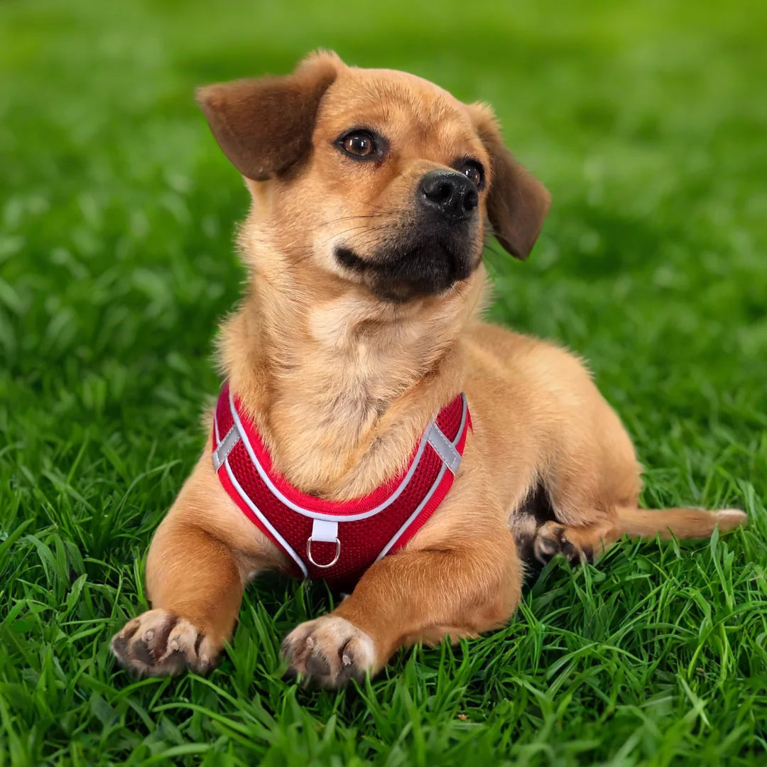 Durable Dog Accessories Reflect Light Dog Clothes Can Customize Patterns  Dog Harness