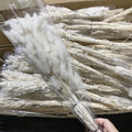 A-1165 Other Boho Wedding Decorative Flowers and Plants Natural Dry Rabbit Bunny Tail Grass Flower Bouquet Dried Lagurus Ovatus