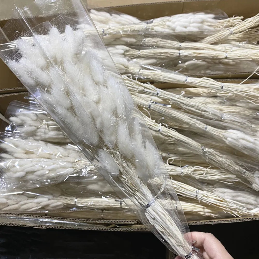 A-1165 Other Boho Wedding Decorative Flowers and Plants Natural Dry Rabbit Bunny Tail Grass Flower Bouquet Dried Lagurus Ovatus