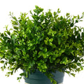 Artificial Boxwood Greenery Plant No Fade Faux Plastic Plants Bulk for Hanging Planter Garden Porch Window Box Home Decoration