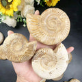 Wholesale Price Nature Madagascar Fossils Unpolished White Ammonite Fossil for Sale