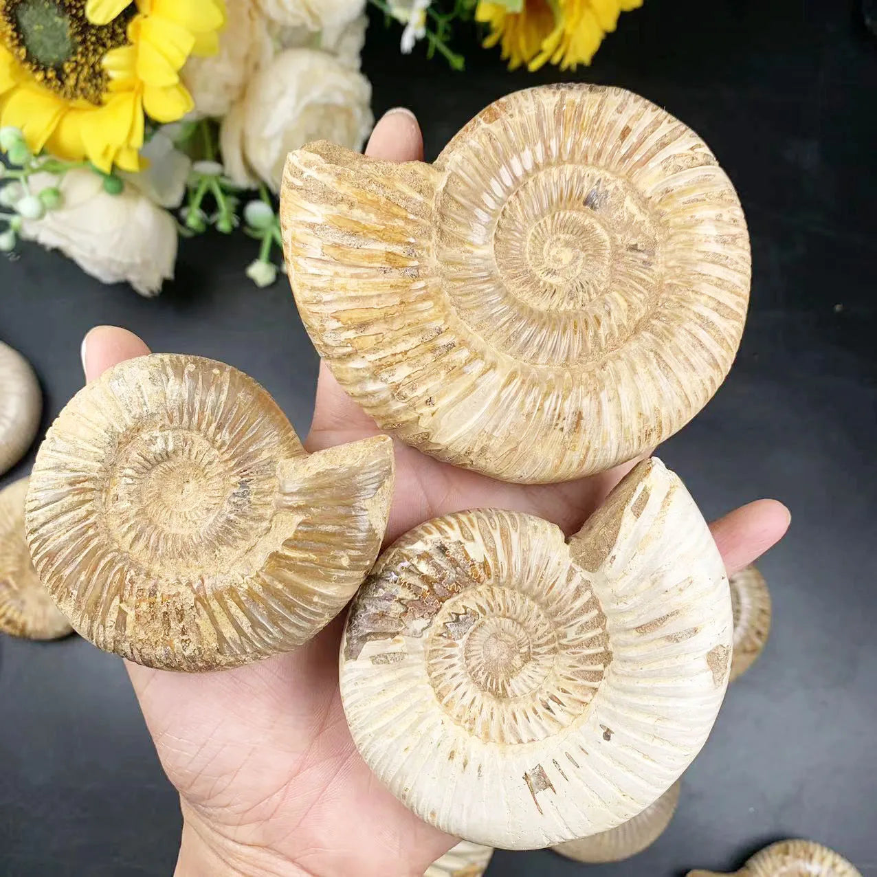 Wholesale Price Nature Madagascar Fossils Unpolished White Ammonite Fossil for Sale