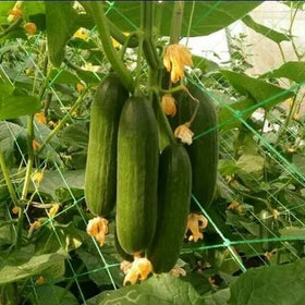 Plastic Trellis Mesh Netting Green Color Trellis Netting Plant Support Mesh