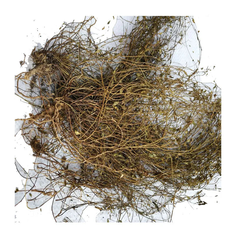 Ding Kui Cao Native Effective Raw Dried Zornia Gibbosa Grass Cuts for Herb