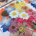 M395 Wedding Card Making Craft Resin Art Scrapbooking Dry Flat Pressed Flower Art Mixed Pack Natural Real Dried Pressed Flower
