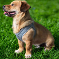 Dirt-repellent Dog Harness Vest OEM Dog Harness Water-resistant Pet Vest