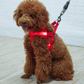 USB Rechargeable LED Light up Dog Harness Set Luminous Pet Safety Belt and Rope in Fashion Style Made of Nylon and Corduroy