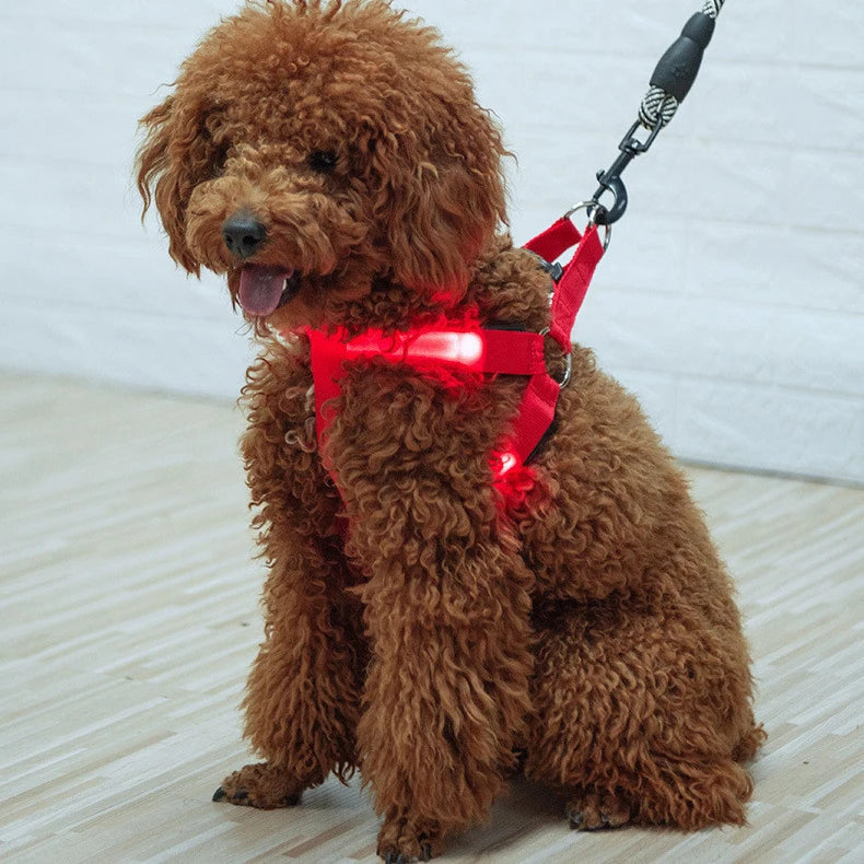 USB Rechargeable LED Light up Dog Harness Set Luminous Pet Safety Belt and Rope in Fashion Style Made of Nylon and Corduroy