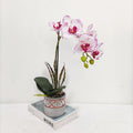 Potted Real Touch Silk Flowers Latest Customized Real Touch Orchid Plants Set Orchids Phalaenopsis for Home Decoration