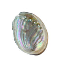 Wholesale 4-4.5 Inches Large Natural Abalone Shell Bowl Eco-Friendly Polished Easter Incense Burner Guansen Brand