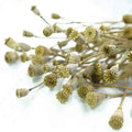 Decorative Centerpiece Long Stem Preservative Dried Corn Poppy Flowers Wreaths for Wedding Home Office Use