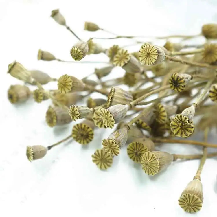 Decorative Centerpiece Long Stem Preservative Dried Corn Poppy Flowers Wreaths for Wedding Home Office Use