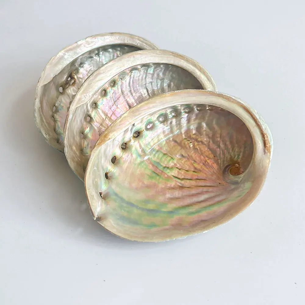 Australian White Abalone Shell Smudging Kit White Sage Palo Santo Incense Burning Container Home Decorative Souvenir Aromatic