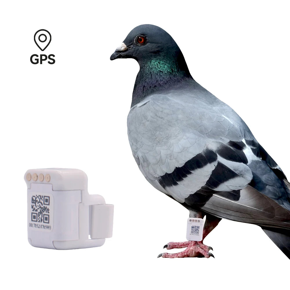 Bird Tracking Device Real Time Locating Pigeon Race Training Tracker Gps Pigeon Tracking Chip Ring Anilla Gps Para Palomas