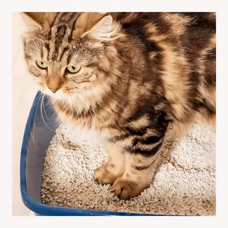 Wholesale Deodorizing and Antibacterial Tofu cat Litter for cat Houses by Manufacturers