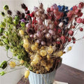Instagram Popular Preserved Flowers Damascena Nigella for Home Decoration
