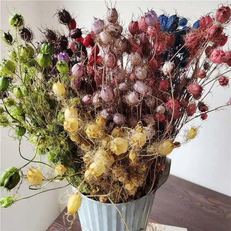 Instagram Popular Preserved Flowers Damascena Nigella for Home Decoration