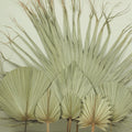 Hot Sale Big Size Dried Palm Leaves Dried Flower Decoration Wedding Flower