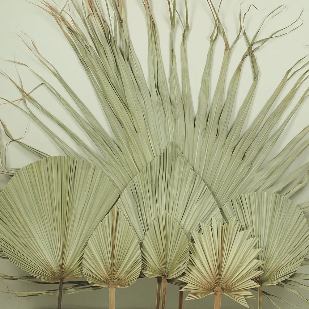 Hot Sale Big Size Dried Palm Leaves Dried Flower Decoration Wedding Flower