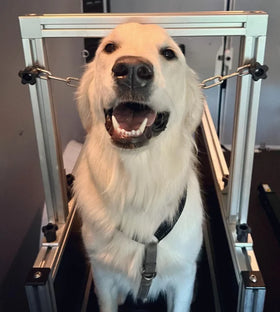 Customized Animal Treadmill Dog MachineTreadmill for Dogs Pets Aluminum Treadmill Walking Machine for Wholesale
