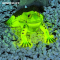 Momovalley Best Seller Frog Steady Brightly Christmas Decoration Lighting Outdoor Christmas 40cm Outdoor Waterproof Led