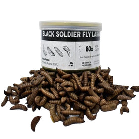 Black Soldier Fly 100% Natural Healthy for Pet Snack