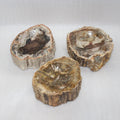 Ashtray Polished Fossilized Personality Crafts Love Gemstone Feng Shui JSY Jewelry Petrified Wood for Home Decoration Natural