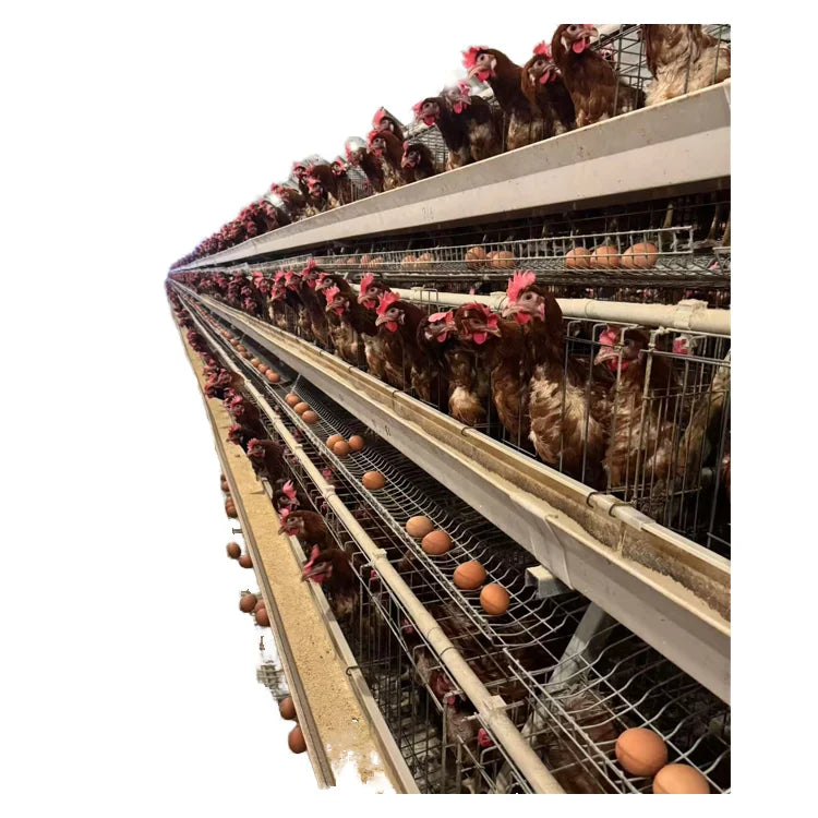 Q235 Hot-dip Galvanized Wire New A-Type Chicken Coop Poultry Farm Equipment for Egg-Laying Chicken Cage
