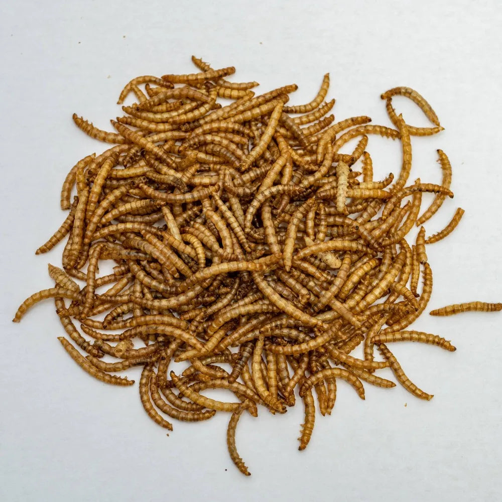 100% Natural Bulk Dried Tenebrio Larvae Mealworm Birds Chicken Food