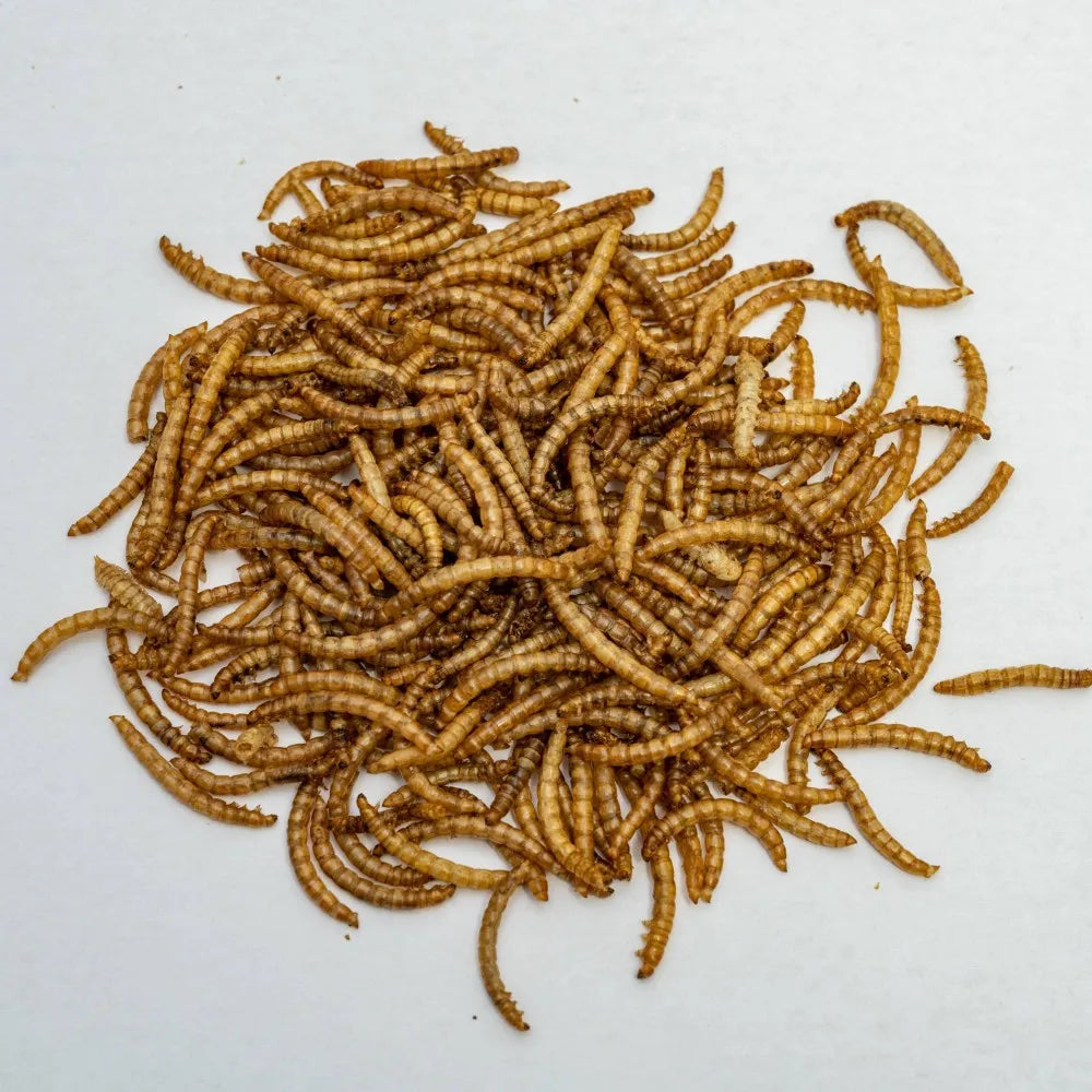 100% Natural Organic Dried Mealworms Wholesale