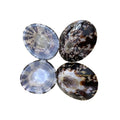 Vietnam-Made Wholesale Decoration Gift Bulk Shock Price Polished Limpet Shell Customization 100% Natural Shell Eco-Friendly MegaBDM