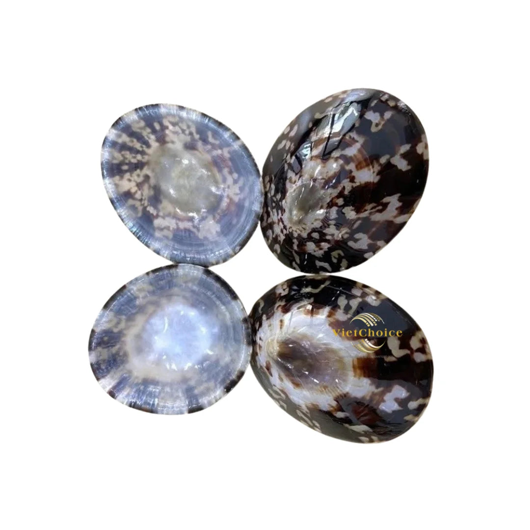 Vietnam-Made Wholesale Decoration Gift Bulk Shock Price Polished Limpet Shell Customization 100% Natural Shell Eco-Friendly MegaBDM