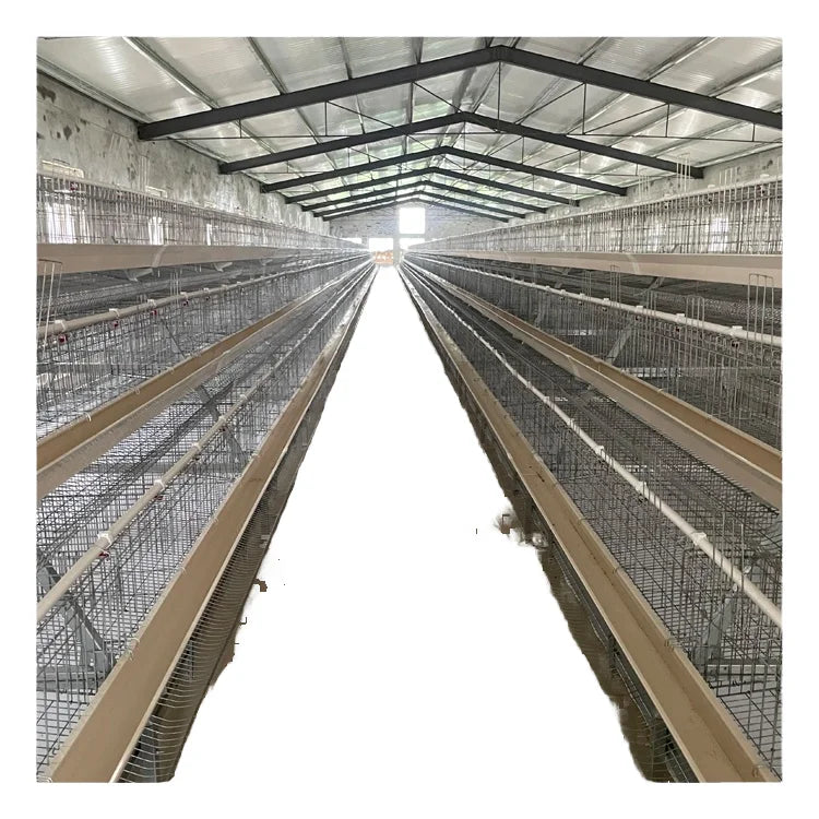 3000 Birds MT Poultry Farm Design Battery Egg Chicken Layer Cage Poultry Cage a Type Cage Sale for Ghana Farm at Factory Price