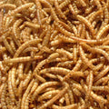 Pure Dried Mealworms-High-Protein Meat Treats for Birds Reptiles & Small Pets MegaBDM