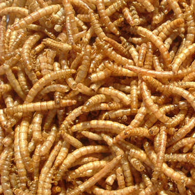 Pure Dried Mealworms-High-Protein Meat Treats for Birds Reptiles & Small Pets