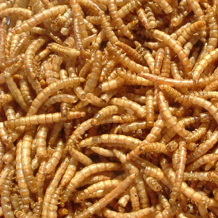 Pure Dried Mealworms-High-Protein Meat Treats for Birds Reptiles & Small Pets MegaBDM