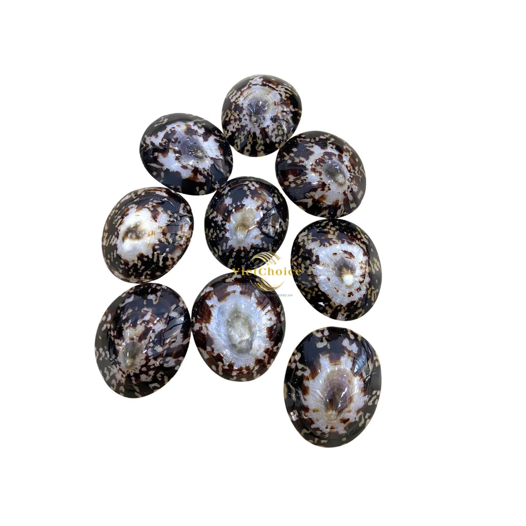 Vietchoice Natural Shell Eco-Friendly Vietnam-Made Wholesale Decoration Gift Bulk Shock Price Polished Limpet Shell MegaBDM