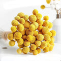 Products Idea 2026 Golden Ball Billy Balls Craspedia Dried Flowers and Plants for Wedding Decoration