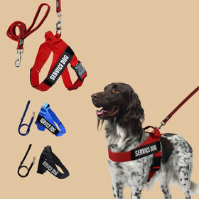 Factory Lightweight Letter Print Collar for Best-Selling Pet Supplies Set Reflective Buckle Closure Harness and Durable Leash
