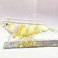 Colorful Customizable Shrimp Glass Sculpture with Custom Shape & Size Taiwan Home Decor Figurine MegaBDM