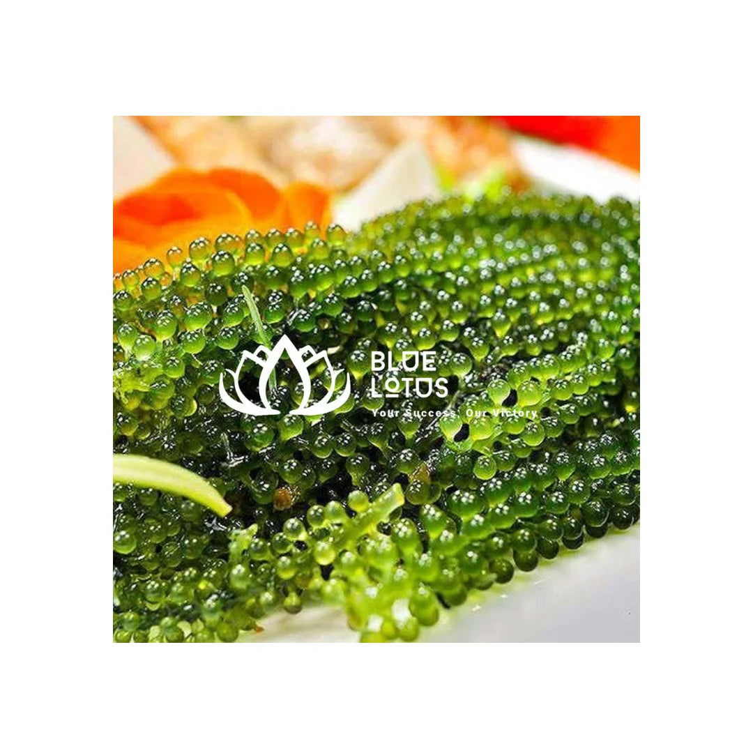 Dry Seaweed Dehydrate Seagrape Caulerpa Lentillifera Dried Sea Grape Vietnam Sea Moss Hot Selling // Contact +84 979 051 378