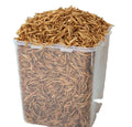 Custom-packaged Organic 54% High Protein Meat Dried Insect Mealworms Functional Bird Treats