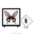 Custom Logo PE+ABS Film Transparent Floating Frame Insect & Jewelry Storage Box with Custom Colors Retail Use Customizable Sizes