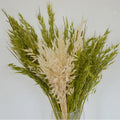 Wholesale Dried Oats Flower Long Lasting Preserved Flower for Home Wedding Valentine's Day Christmas Mother's Day Decoration MegaBDM