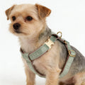 Pet Accessories Luxury Green Velvet Dog Harness Set with Poop Bag and Flower in Stock Directly Sell Pet Product Manufacturer