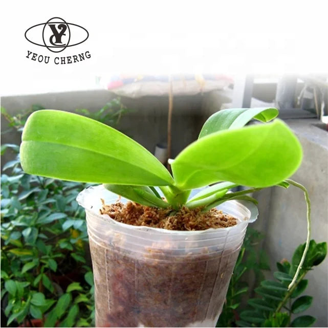 Reusable Transparent Nursery Pots Durable Indoor and Outdoor Garden Seedling Containers